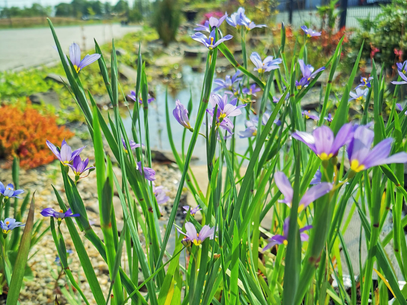 Preview: Sisyrinchium angustifolium - blaue Binsenlilie